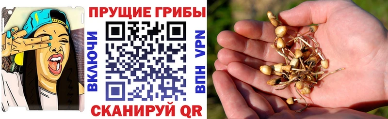 Галлюциногенные грибы Psilocybine cubensis  Ужур 